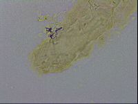 Adropion scoticum image