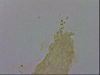 Adropion scoticum image