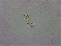 Adropion scoticum image