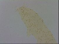 Adropion scoticum image