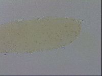 Adropion scoticum image