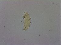 Adropion scoticum image