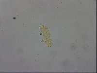 Adropion scoticum image