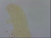 Adropion scoticum image