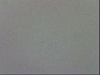 Adropion scoticum image