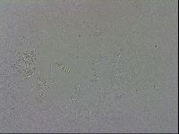 Adropion scoticum image