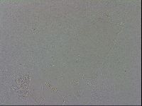 Adropion scoticum image