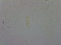Adropion scoticum image