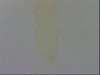 Adropion scoticum image