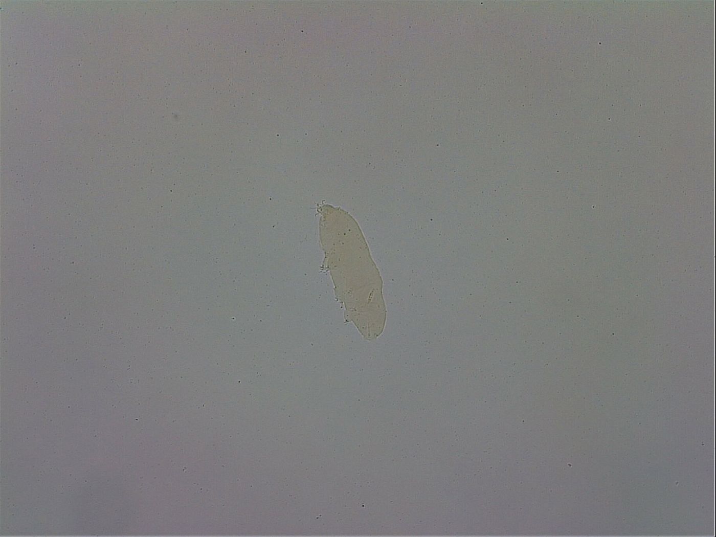 Adropion scoticum image