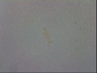 Adropion scoticum image
