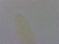 Adropion scoticum image