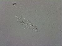 Adropion scoticum image