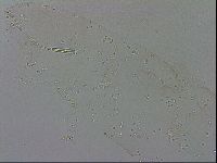 Adropion scoticum image