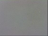 Adropion scoticum image
