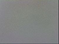 Adropion scoticum image