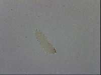 Adropion scoticum image