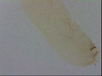 Adropion scoticum image