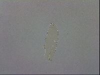 Adropion scoticum image