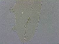 Adropion scoticum image