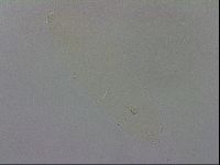 Adropion scoticum image