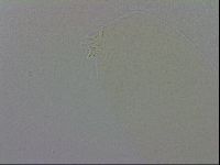 Adropion scoticum image