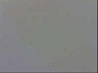 Adropion scoticum image