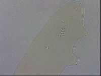Adropion scoticum image