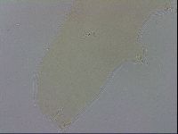 Adropion scoticum image
