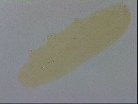 Adropion scoticum image
