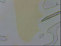 Adropion scoticum image