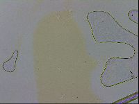 Adropion scoticum image