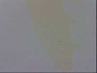 Adropion scoticum image