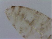 Adropion scoticum image