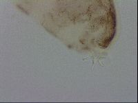 Adropion scoticum image
