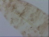 Adropion scoticum image