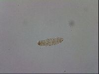 Adropion scoticum image