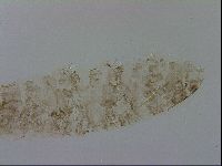 Adropion scoticum image