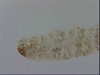 Adropion scoticum image