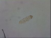 Adropion scoticum image