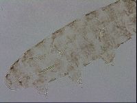 Adropion scoticum image