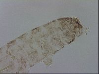Adropion scoticum image