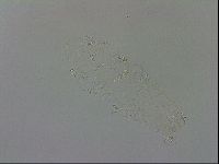 Adropion scoticum image