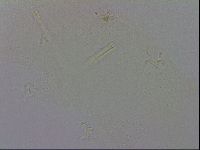 Adropion scoticum image