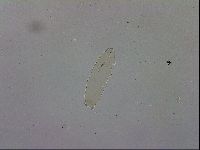 Mesocrista spitzbergensis image