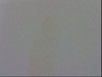 Mesocrista spitzbergensis image