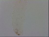 Mesocrista spitzbergensis image