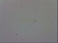 Mesocrista spitzbergensis image