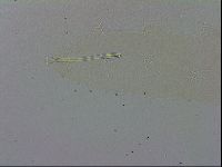 Mesocrista spitzbergensis image