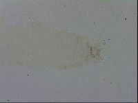Mesocrista spitzbergensis image